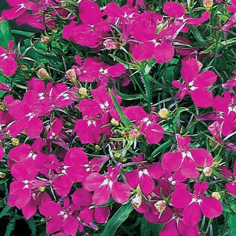 Лобелия Riviera Rose